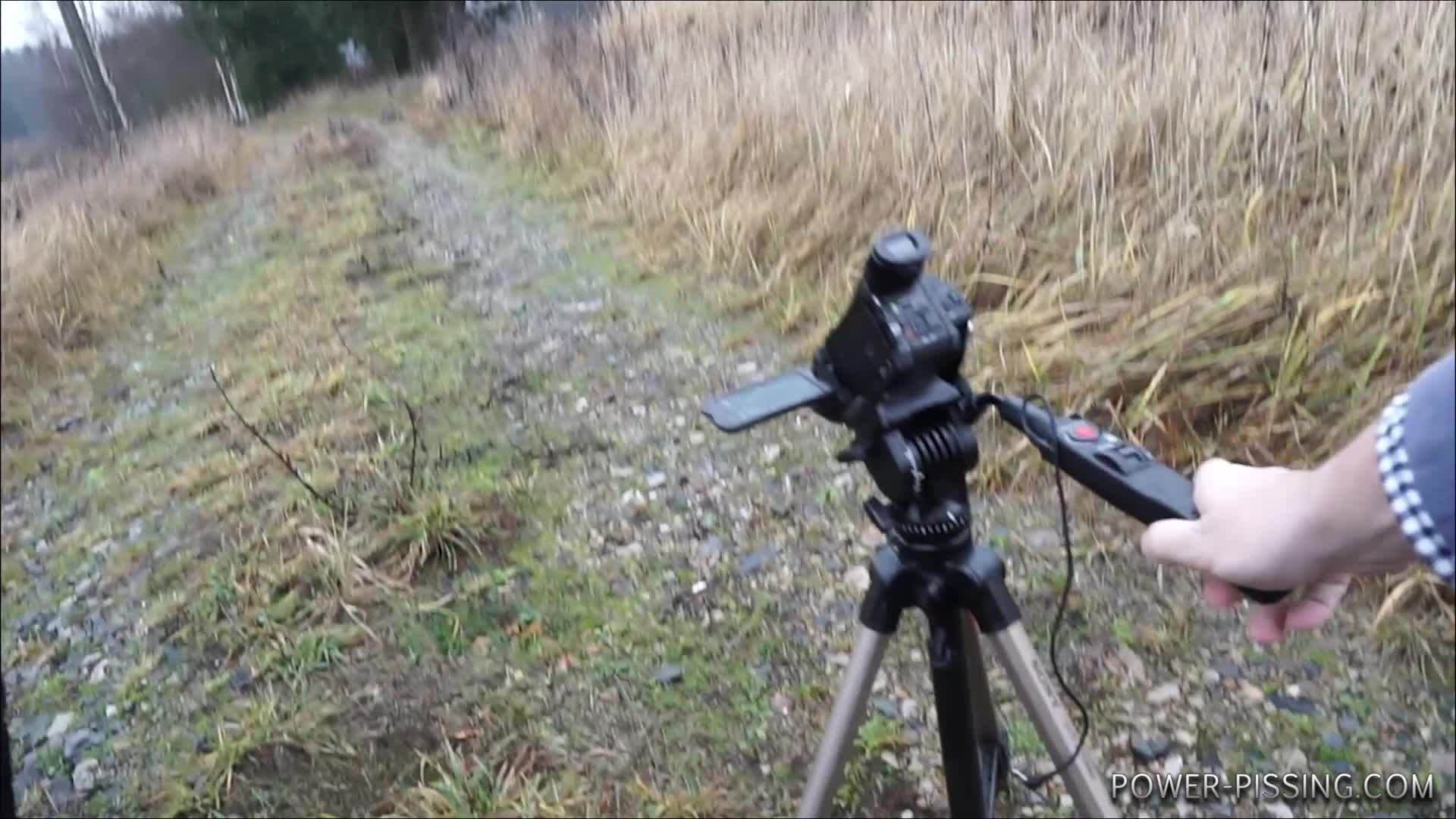 Annie on the road about forests